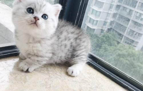 猫猫感冒发烧怎么办吃什么药