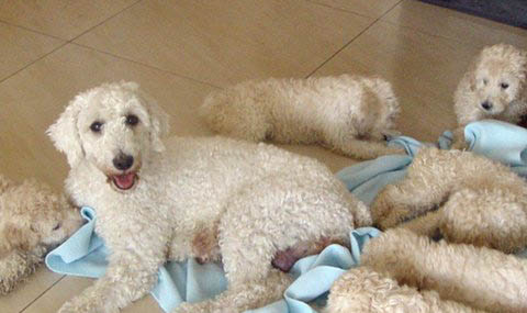 狗狗每年都需要打狂犬疫苗吗