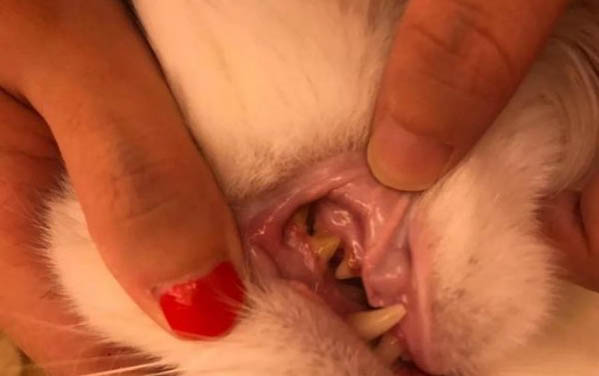 怎样杜绝猫咪吃豆腐猫砂