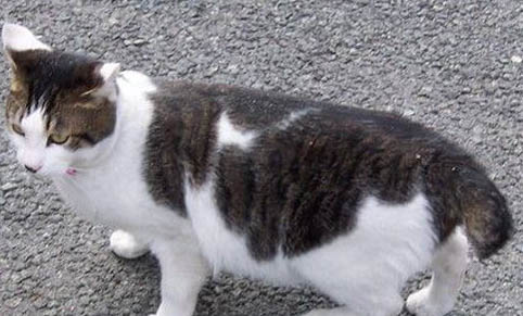 猫咪像打嗝一样一抽一抽的