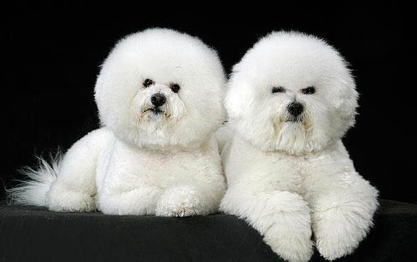 比熊犬和泰迪哪个好养