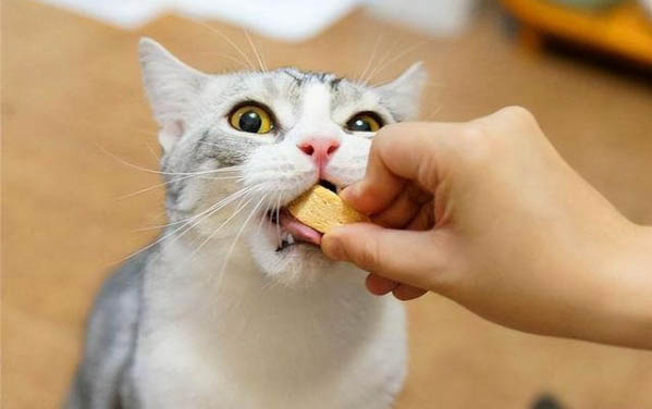 小猫吐血水是怎么回事
