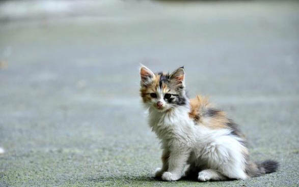 猫怀孕需要准备什么东西
