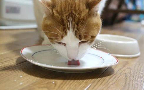 猫咪吃了绳子会不会有事