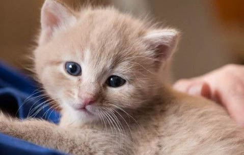 猫咪本来很粘人突然不理我了怎么回事