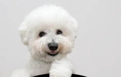 怎么辨别纯种比熊犬