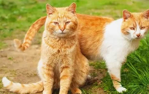 猫咪为什么天气冷了吃的也少
