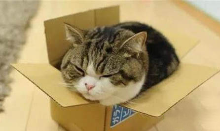 猫咪眼屎多红褐色