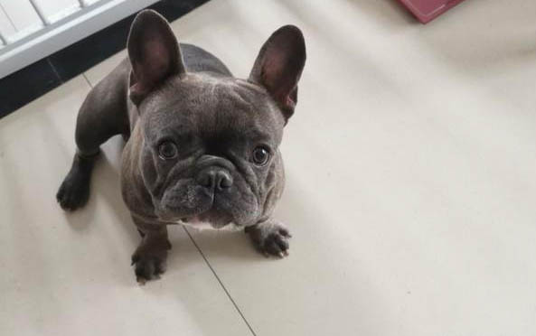 狗狗被大狗咬了要怎么处理伤口