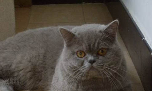 独特可爱的猫咪名字