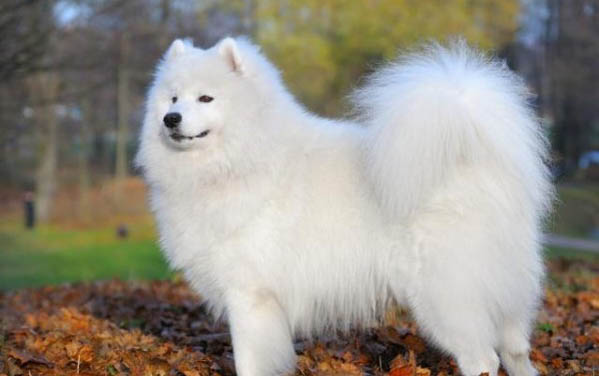 萨摩耶属于大型犬吗