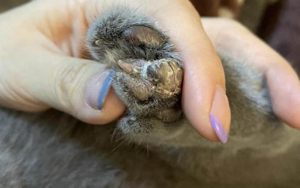猫咪吐血水能自愈吗?