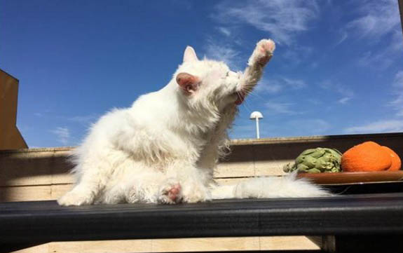 请问猫咪呕吐的原因及处理方法？