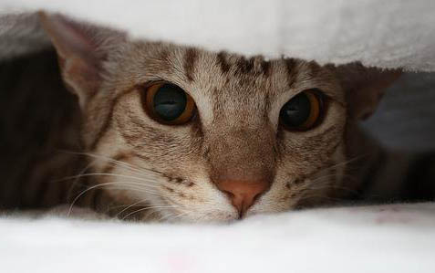 小猫胡子断了,如何处理?