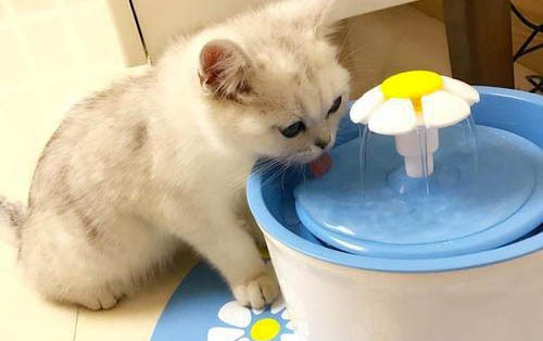 小猫营养膏一天吃多少