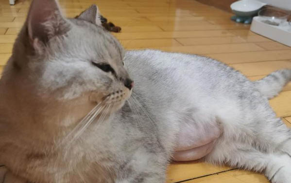 小猫鼻子干燥是正常的嘛怎么办