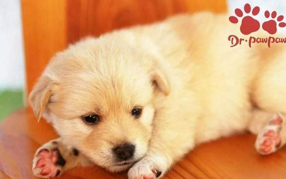 狗狗为什么可以吃人的药
