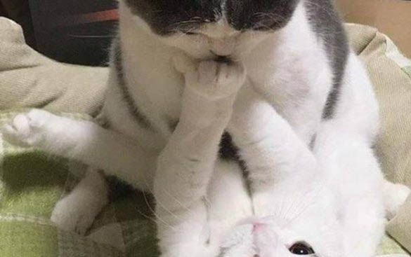 母猫到底该不该做绝育