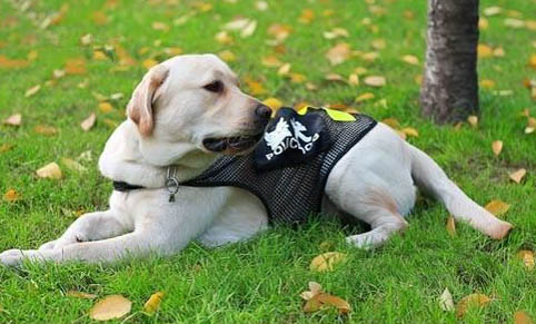 犬细小病毒用什么药治疗
