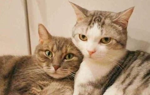 猫咪一天打几个喷嚏是正常的
