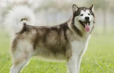 阿拉斯加犬和哈士奇哪个好养