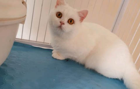 猫咪有一只眼睛有点睁不开怎么办?