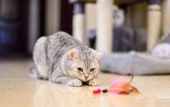 猫可以吃奶油面包吗