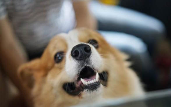 狗狗经常对着人叫是为什么啊