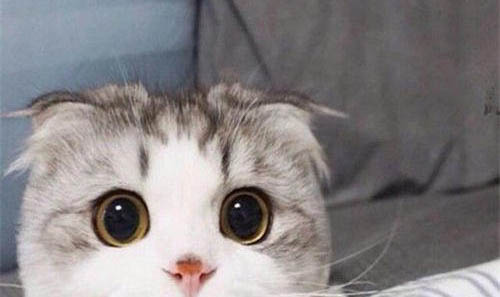 猫咪叫声沙哑而且很小