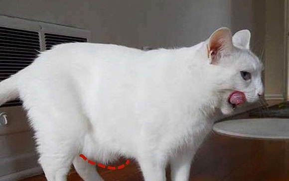 猫咪绝育后要怎么保养