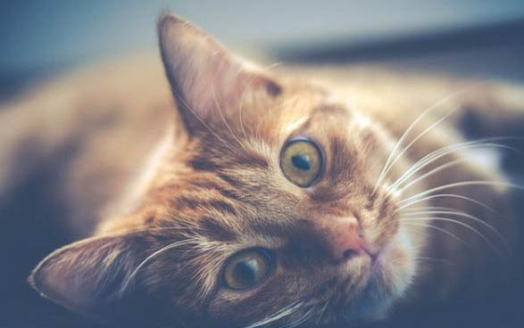 猫咪换一次毛要多久