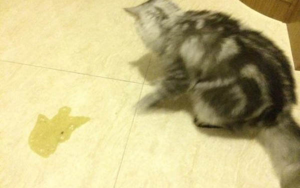 猫咪躺着睡觉肚皮朝上