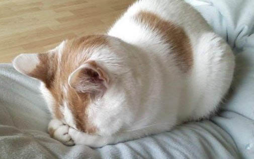 猫咪尿闭在家怎么处理?