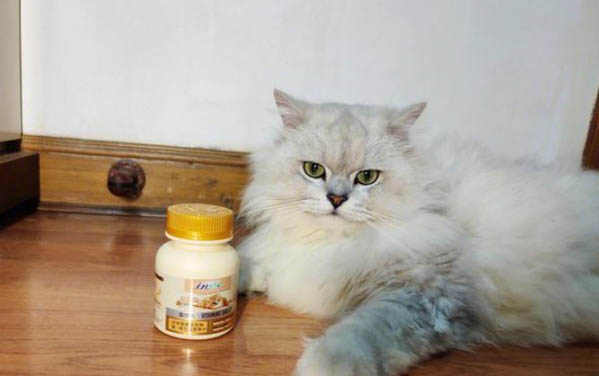 猫咪一直软便拉稀但精神很好