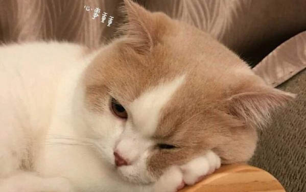 猫咪托运需要多少费用