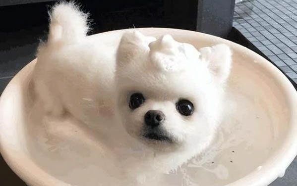 狗狗不想动没精神但能吃能喝