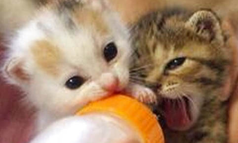 小奶猫感冒了吃什么药好得快