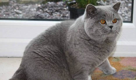 母猫怀孕多久生小猫?