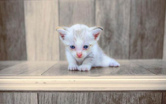 有什么好听的猫咪名字大全