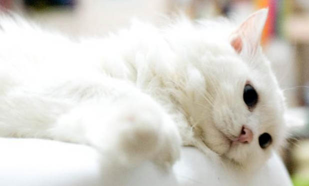 猫咪拉粑粑有虫