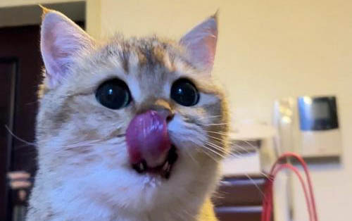 猫咪输液时的注意事项