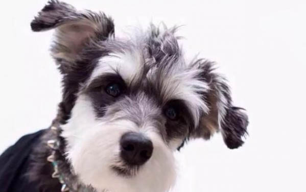 雪纳瑞犬的饲养要点有哪些