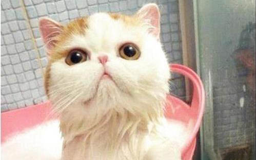 猫咪好几天不拉屎了怎么办呀