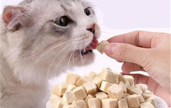 猫咪的特点都有哪些