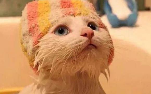 猫咪感冒会传染人吗?