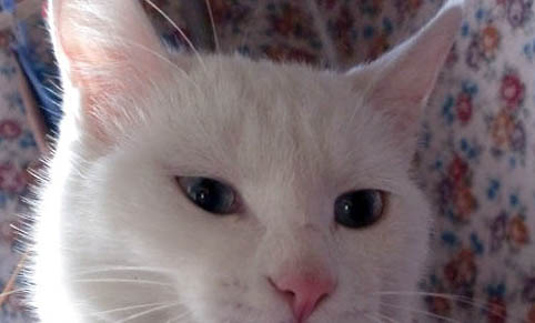 猫精神状态差的原因是猫瘟吗?