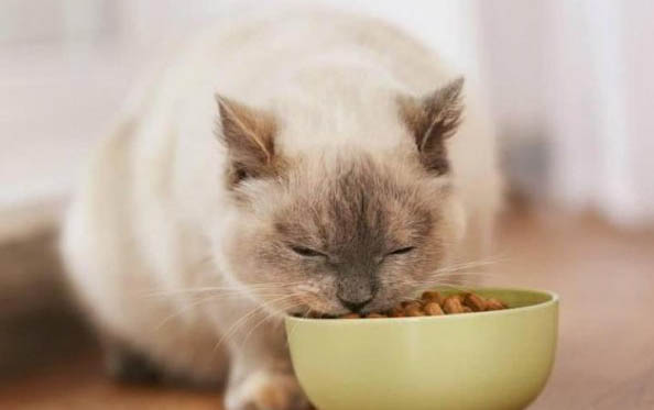 猫猫可以养洋牡丹吗