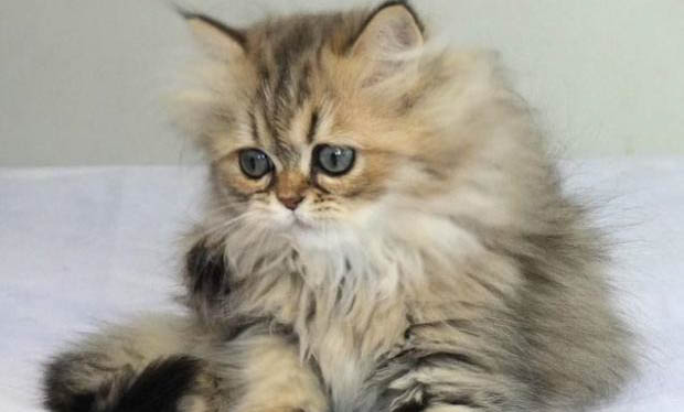 请问猫咪呕吐的原因及处理方法？