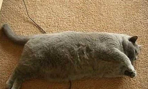 猫病毒感染的症状