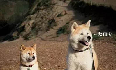 如何分辨柴犬和秋田犬